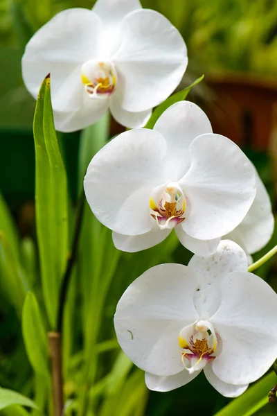 Srí lanka. Královské botanické zahrady. různé druhy orchidejí — Stock fotografie