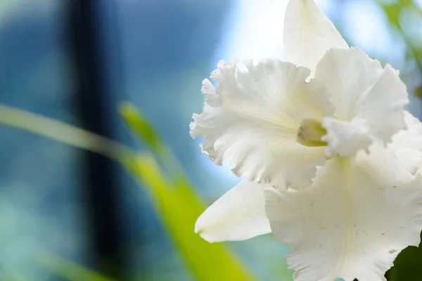 Sri lanka. Kraliyet Botanik Bahçeleri. Orkide farklı türleri — Stok fotoğraf