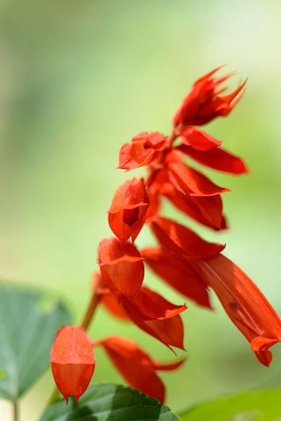 斯里兰卡。英国皇家植物园。不同类型的花 — 图库照片