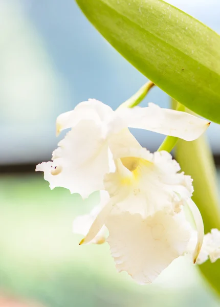 Sri Lanka. Jardins Botânicos Reais. Diferentes tipos de orquídeas — Fotografia de Stock