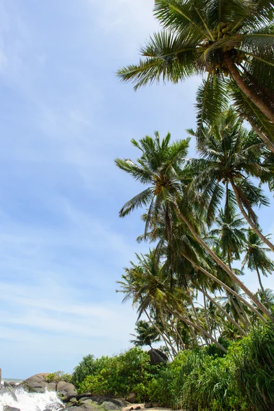 Sri Lanka. West Coast. The coastline of beaches. — Stock Photo, Image