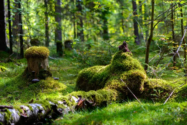 러시아. 자연 그리고 숲입니다. 다양 한 숲 풍경 로열티 프리 스톡 이미지