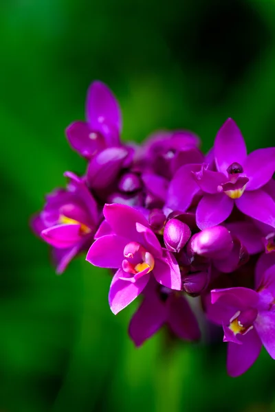 Sri lanka. Royal botanic gardens. olika typer av orkidéer — Stockfoto