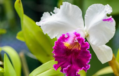 Sri lanka. Kraliyet Botanik Bahçeleri. Orkide farklı türleri