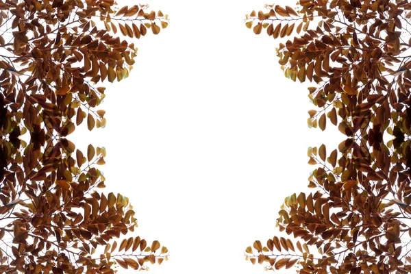 Brown leaves frame Royalty Free Stock Images