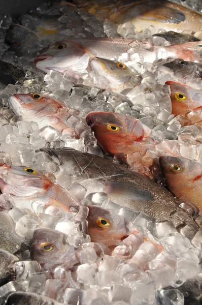 Capturas frescas de peixes — Fotografia de Stock