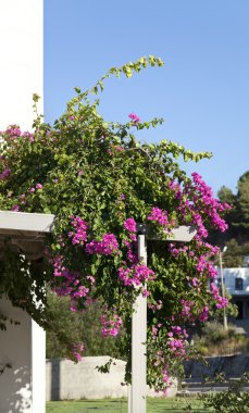 Begonviller, Begonya