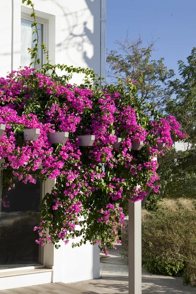 Bougainville, begonia — Stockfoto