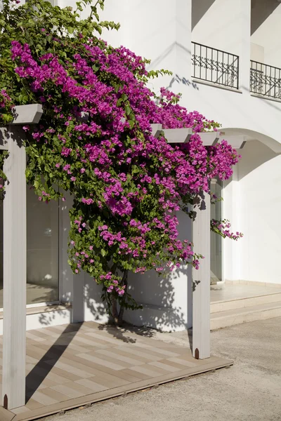 Bougainville, begonia — Stockfoto