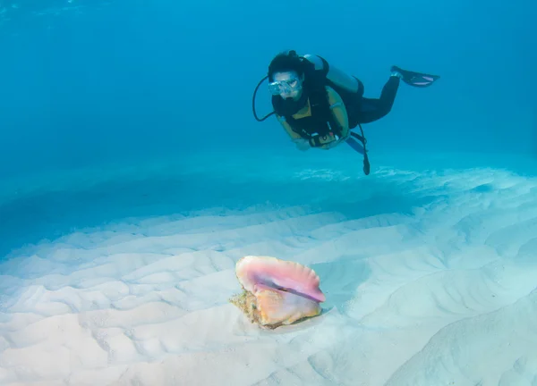 Diver and Conch shell — Stock Photo, Image