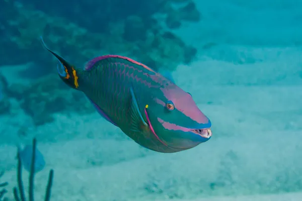 Papageienfisch — Stockfoto