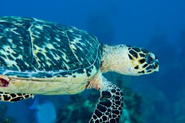 hawksbill deniz kaplumbağası