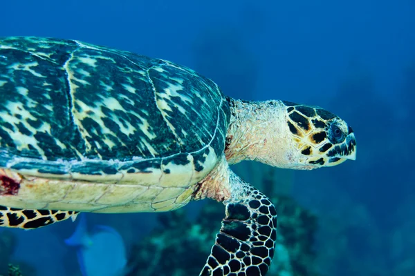 Tartaruga marina di Hawksbill — Foto Stock