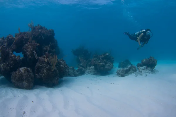 Plongée sous-marine — Photo