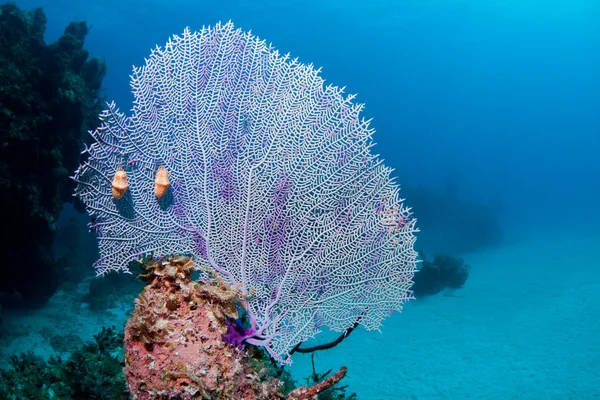 Ventilator koraal met flamingo tong — Stockfoto