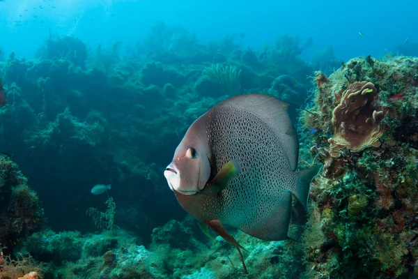 Grå angelfish — Stockfoto