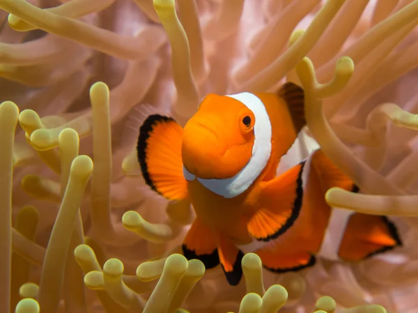 Clownfish in an Anemone — Stock Photo, Image