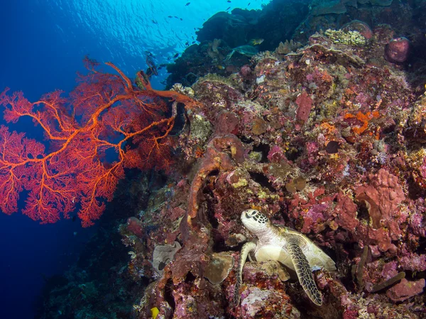 Tortuga en un arrecife de coral en bunaken — Stockfoto