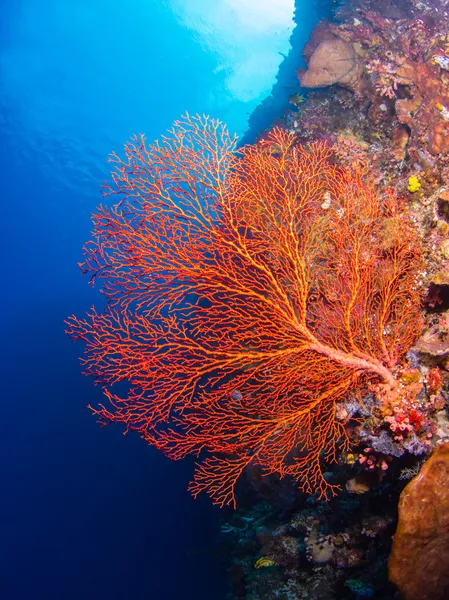 Gigante corallo gorgoniano Foto Stock Royalty Free