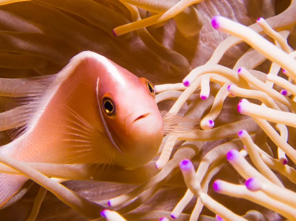 Różowy anemonefish — Zdjęcie stockowe