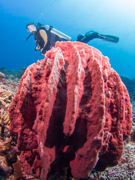 Diver and giant sponge — Stock Photo, Image