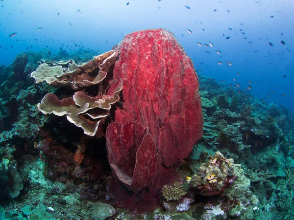 Corals and sponges — Stock Photo, Image