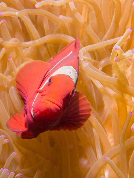 Spinecheek Anemonefish — Stock Photo, Image