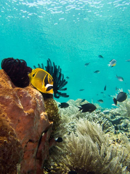 Raccoon Butterfly fish — Stock Photo, Image