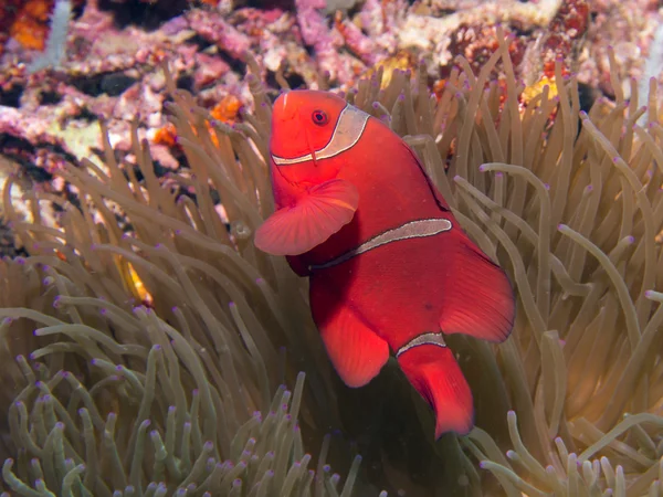 Spinecheek Anemonefish — Stock Photo, Image