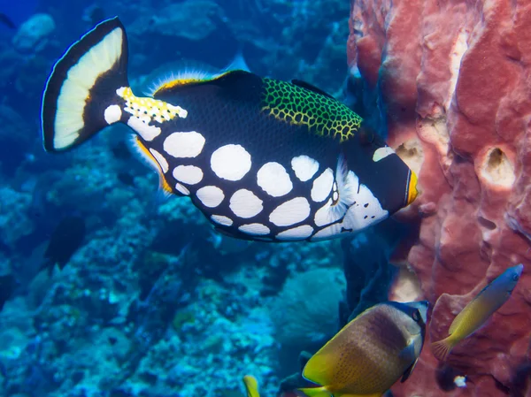 Clown-Drückerfisch — Stockfoto