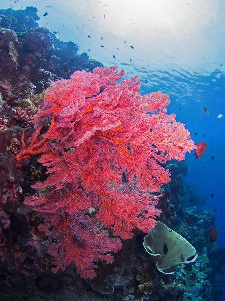 Kleurrijk koraalrif Rechtenvrije Stockfoto's