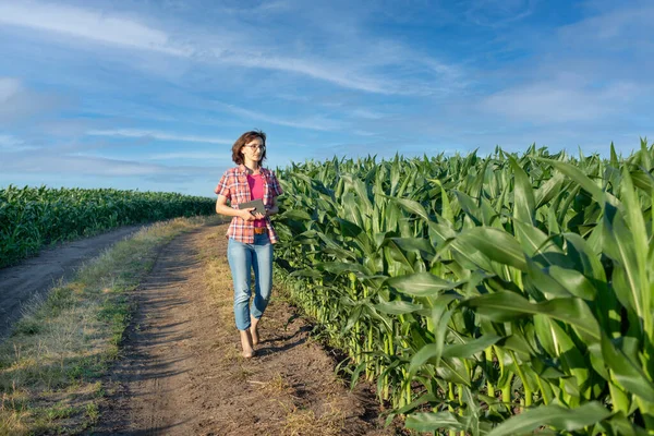 Caucasian confident female maize grower in blue jeans walks along corn field with tablet pc in her hands
