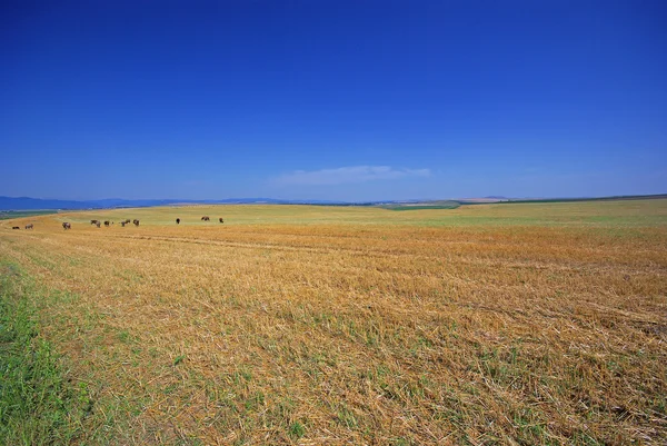 Wheat field after harvest — Stock Photo, Image