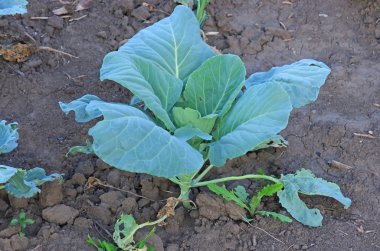 Growing cabbage