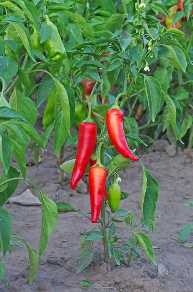 Red pepper — Stock Photo, Image