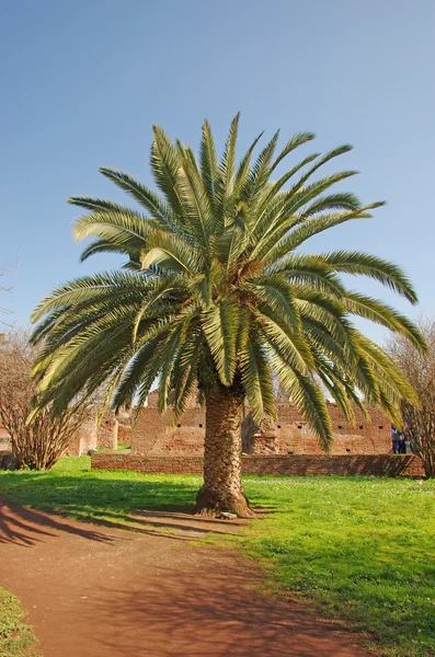 Palmera —  Fotos de Stock