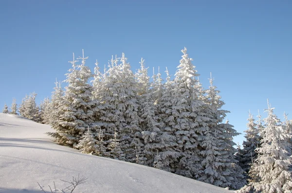 Fir tree — Stock Photo, Image