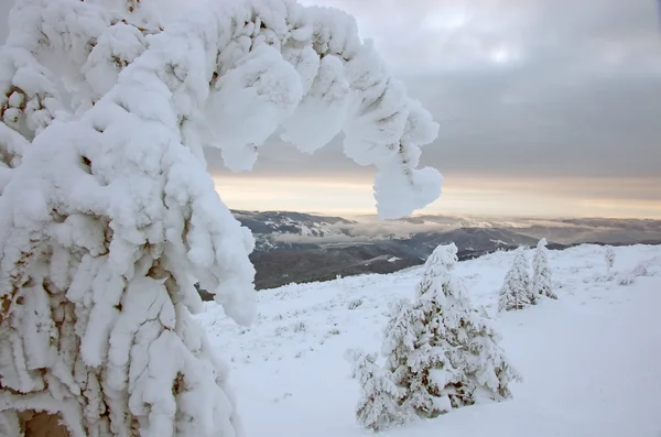 Abeto cubierto de nieve —  Fotos de Stock