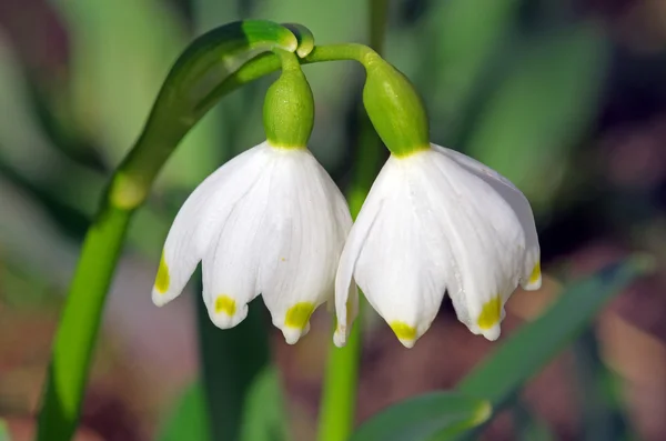 Gotas de neve — Fotografia de Stock