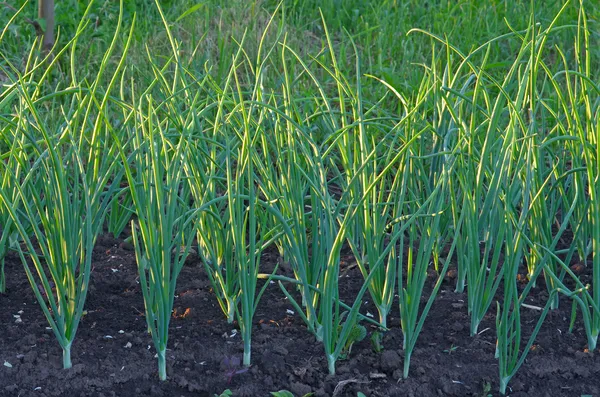 Groene ui veld — Stockfoto