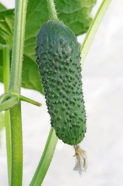 Pepino — Foto de Stock