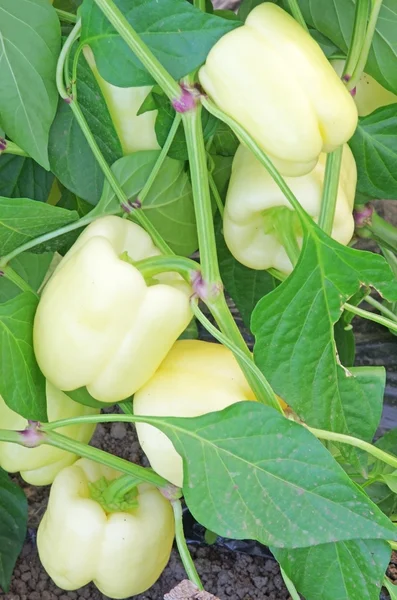 Planta de pimienta en invernadero — Foto de Stock
