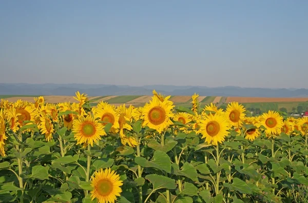 Sonnenblumenfelder Landschaft — Stockfoto