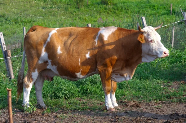A Cow — Stock Photo, Image