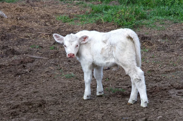 White calf — Stock Photo, Image