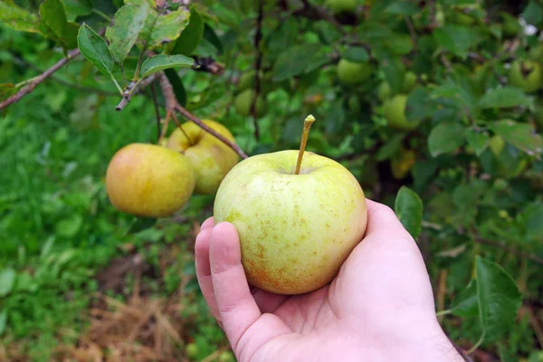 Mano con manzana —  Fotos de Stock