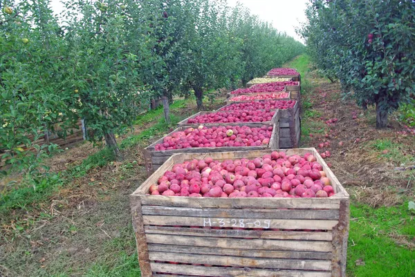 Apple orchard harvest — Stock Photo, Image