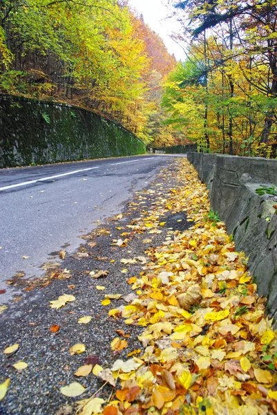 秋の道 — ストック写真