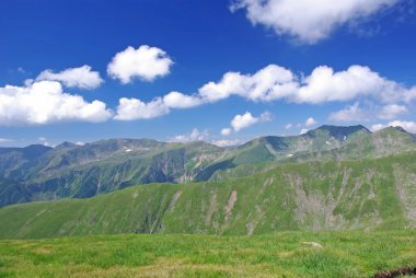 Alpin çayır