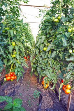 domates bitkisi